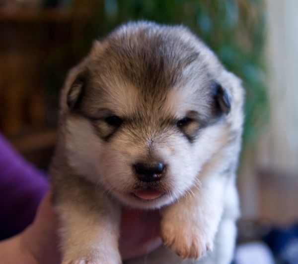 E Wurf 2 Wochen alt 2.JPG